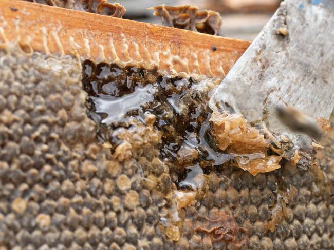 Abejas aprovecharon espacios de contenedores en Puente Tienditas para producir miel en el centro de dos paises.