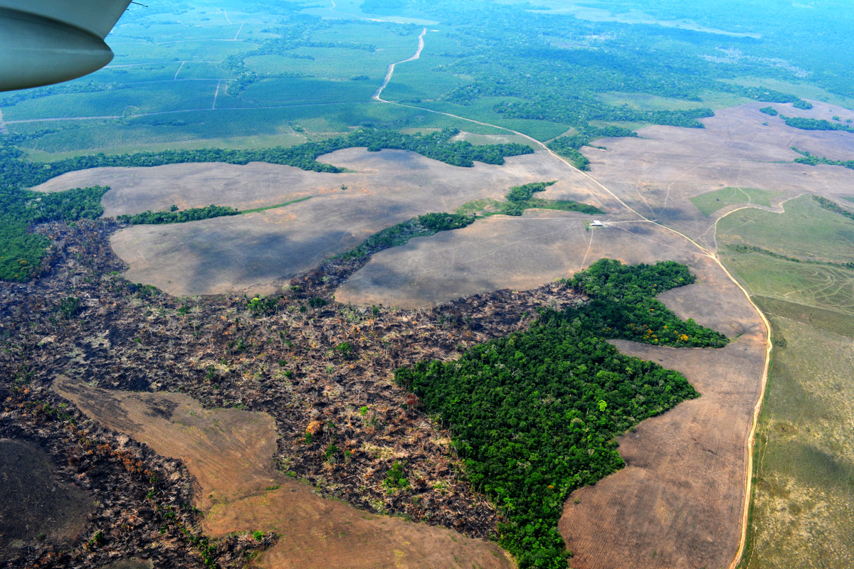 La destrucción del Amazonas podría desencadenar un efecto dominó en el mundo.Contra la vida y el medio ambiente