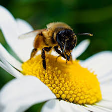 Una vez desaparezcan las abejas del planeta el ecositema estará en riezgo.