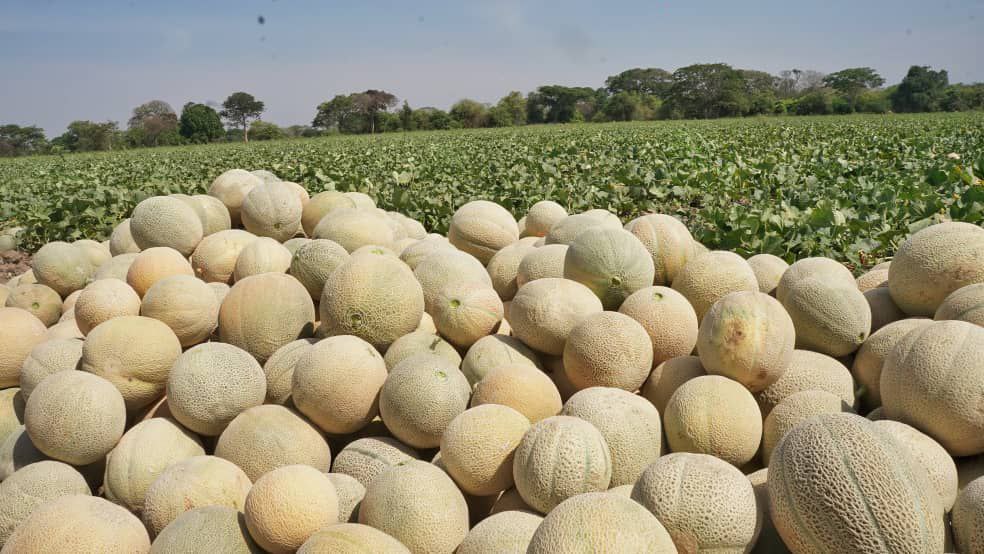 Guárico se posiciona como primer estado Productor de melón en el país.