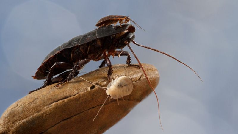 Las cucarachas  producen aminoácidos, hidrógeno, son alimento para humamos y animales+ vídeo