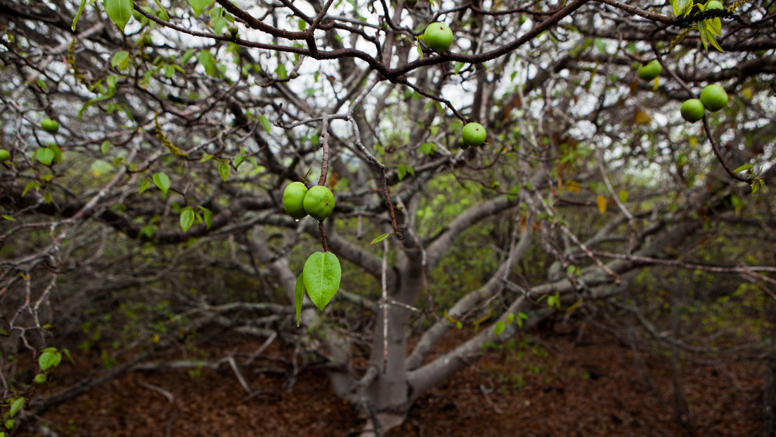 Hospitalizados en Cartagena dos turistas por comer fruto de árbol de la muerte