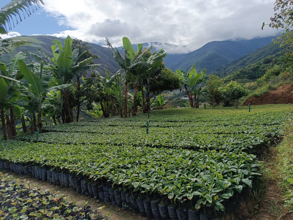 Manejo agronómico del Café