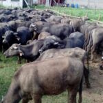 Hasta 20 % del consumo de carne en Venezuela es de búfalo