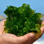 Margarita potencia turística de Venezuela, también marca el éxito en exportación de algas en inicio de 2026