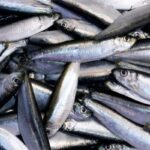 El foco sobre un alimento humilde, accesible y tradicional: la sardina